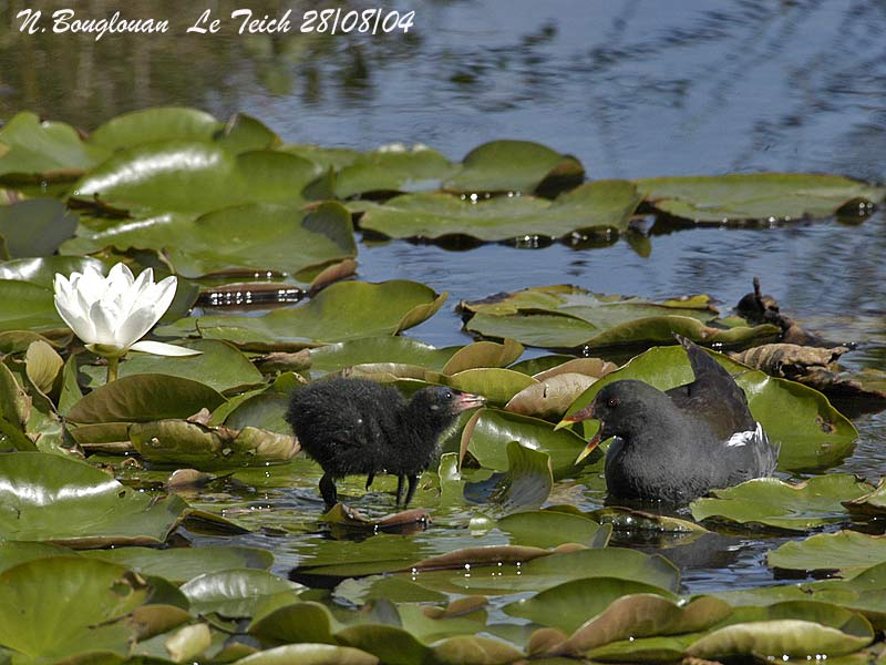 COMMON-MOORHEN and chick