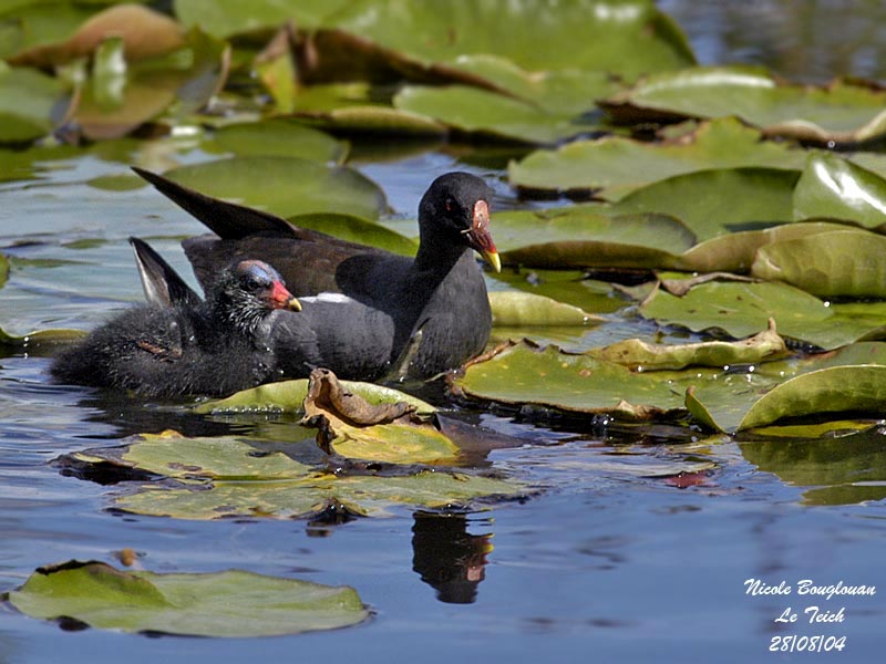 COMMON-MOORHEN and chick