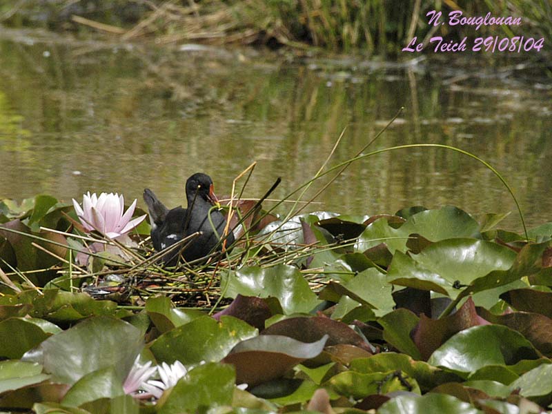 COMMON-MOORHEN