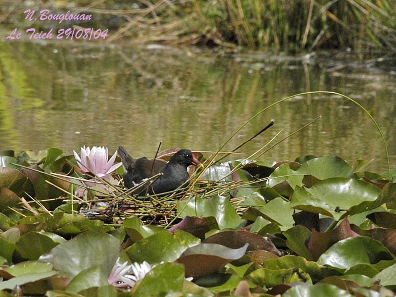 COMMON-MOORHEN