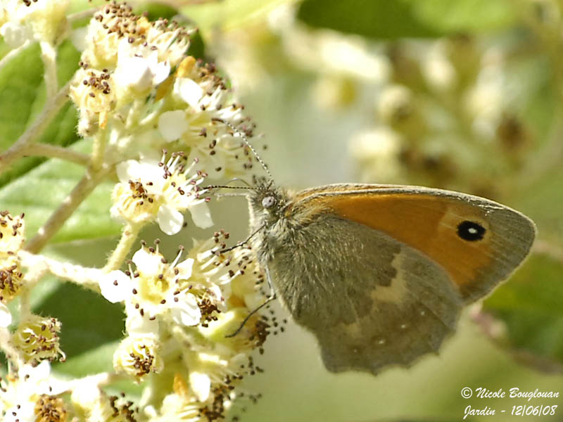 SMALL HEATH - COENONYMPHA PAMPHILUS - LE PROCRIS ou FADET COMMUN