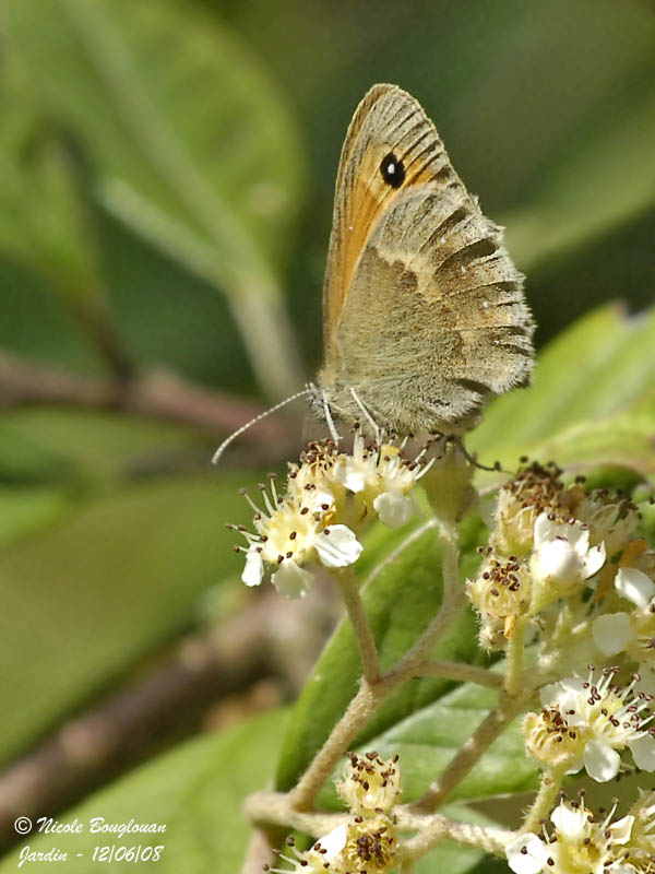 SMALL HEATH - COENONYMPHA PAMPHILUS - LE PROCRIS ou FADET COMMUN