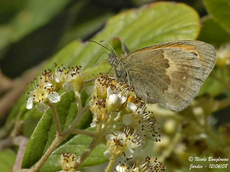 SMALL HEATH - COENONYMPHA PAMPHILUS - LE PROCRIS ou FADET COMMUN