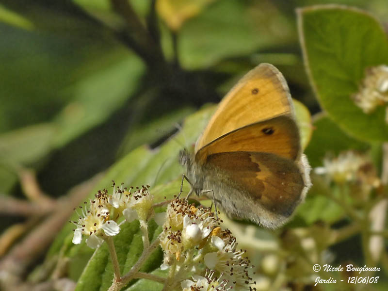 SMALL HEATH - COENONYMPHA PAMPHILUS - LE PROCRIS ou FADET COMMUN