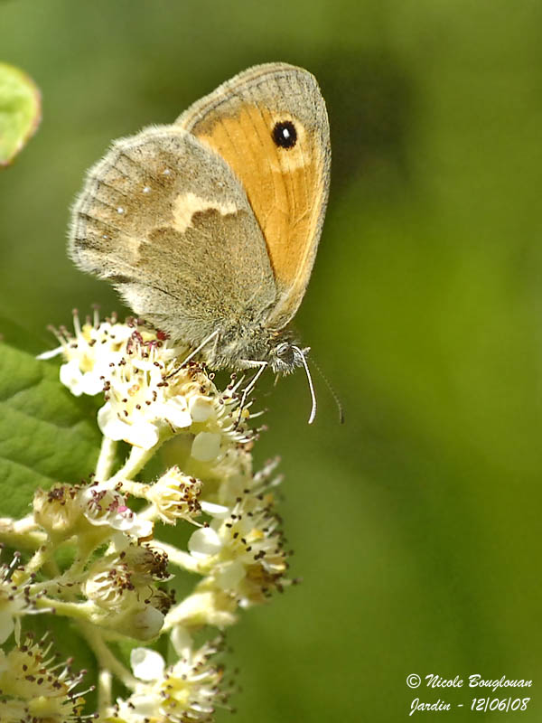 SMALL HEATH - COENONYMPHA PAMPHILUS - LE PROCRIS ou FADET COMMUN