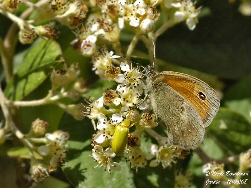 SMALL HEATH - COENONYMPHA PAMPHILUS - LE PROCRIS ou FADET COMMUN