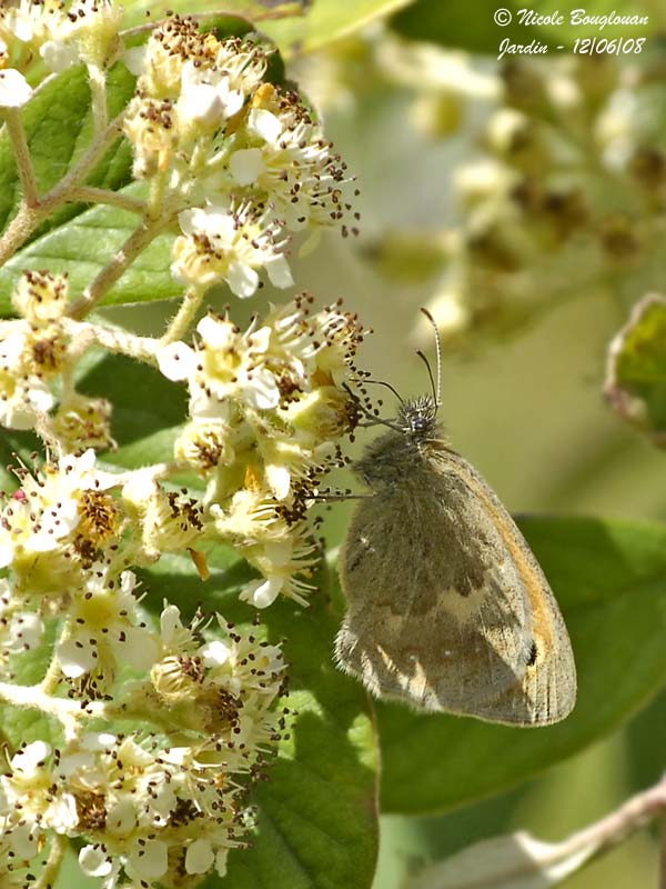SMALL HEATH - COENONYMPHA PAMPHILUS - LE PROCRIS ou FADET COMMUN