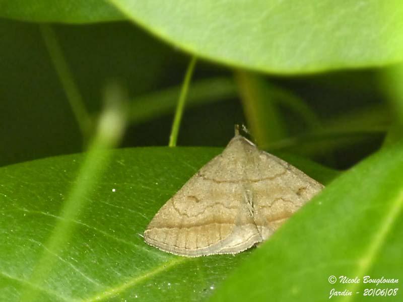 UNKNOWN MOTH