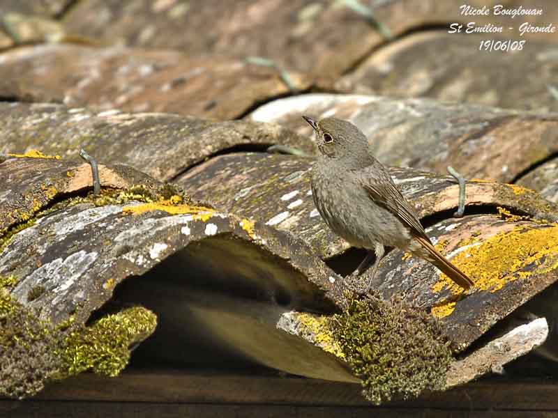 BLACK REDSTART female
