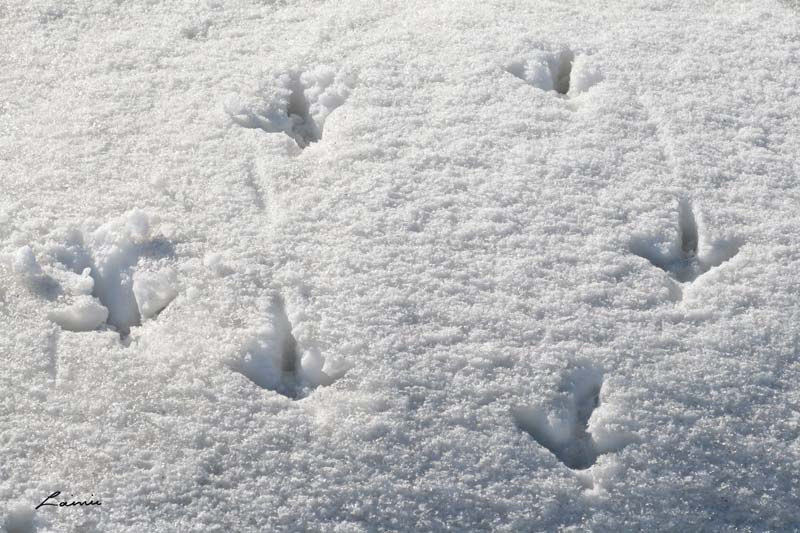 wild turkey tracks in snow 2627