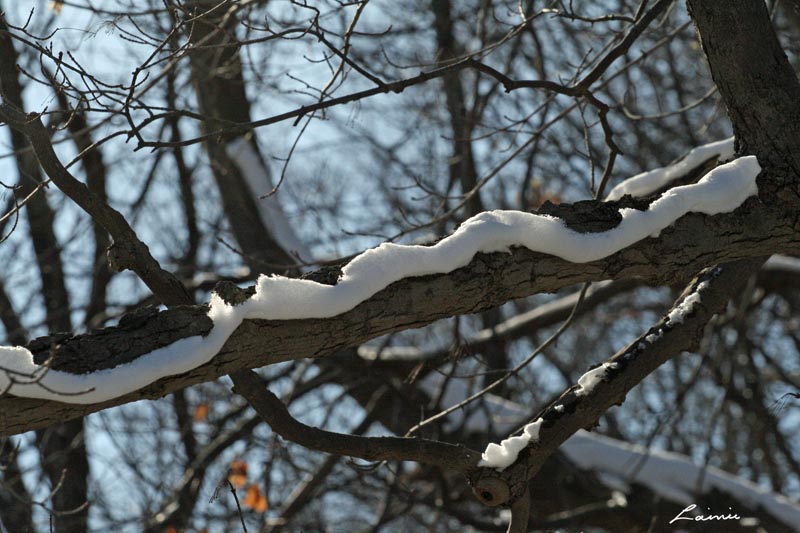  snow moustache 3053