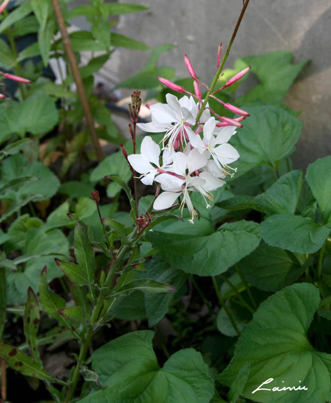 whirling butterflies plant