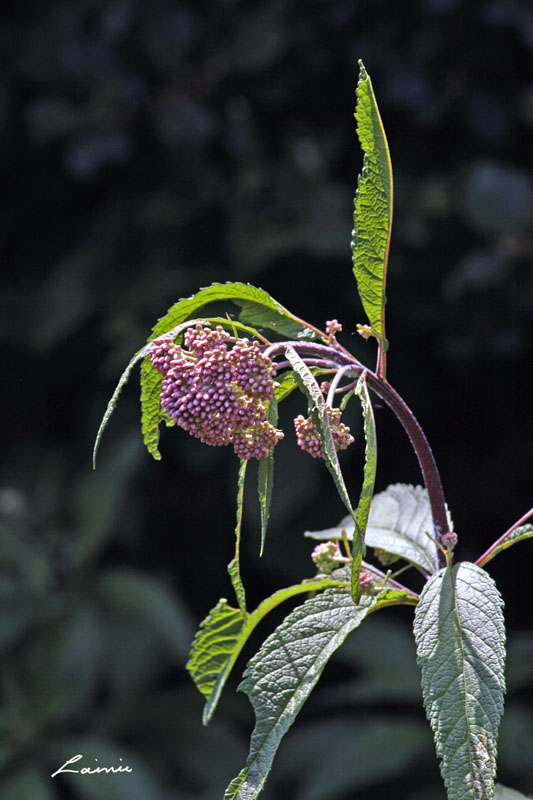 milkweed 8039