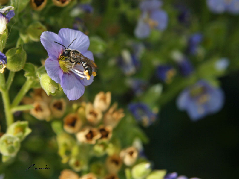 the bees tongue 8755