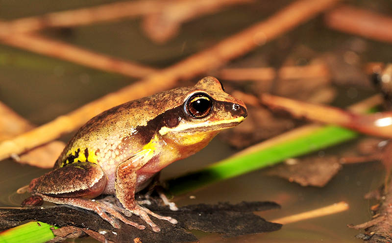 Litoria brevipalmata female - green-thighed frog
