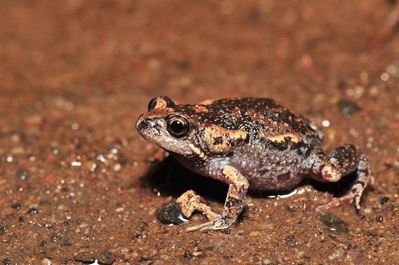 Uperoleia laevigata - Eastern Gungan