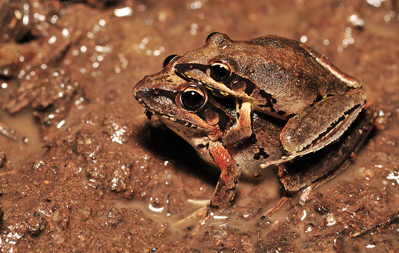 Litoria latopalmata - Broad Palmed Rocketfrog in cop
