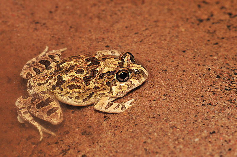 Opisthodon ornatus - Ornate burrowing frog