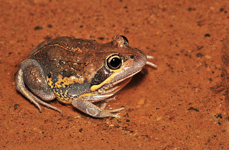 Limnodynastes terraereginae - Scarlet sided pobblebonk