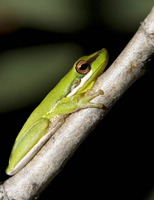 Litoria olongburensis - Wallum Sedge Frog