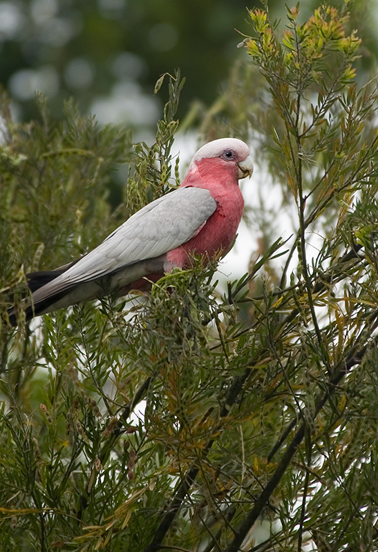 Galah feeding in wattle