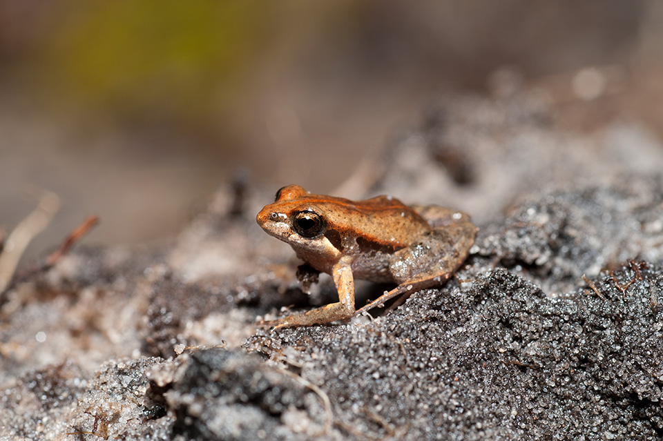 Crinia tinnula - subadult