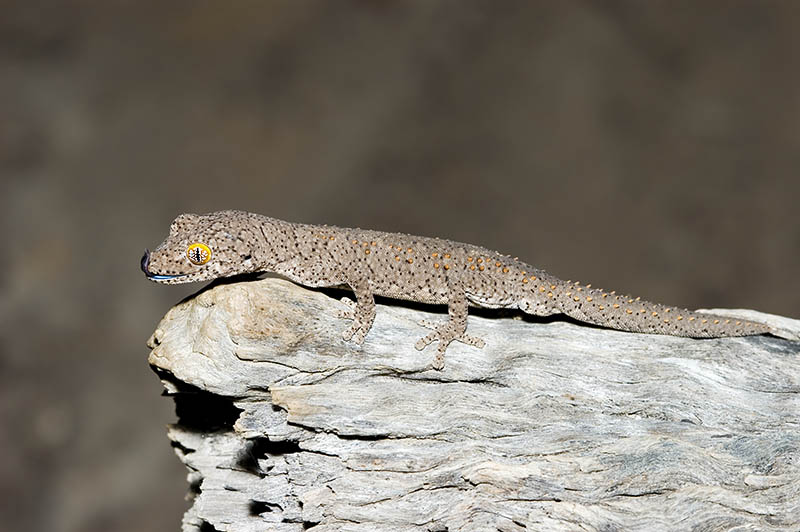 Strophurus williamsi 2