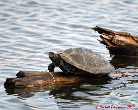 Turtles 03627 copy.jpg