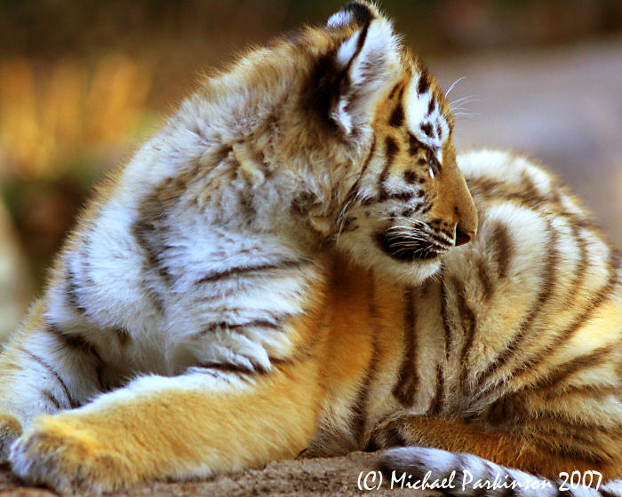 Zoo 09815.JPG