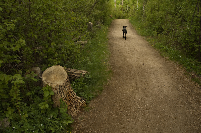The Path