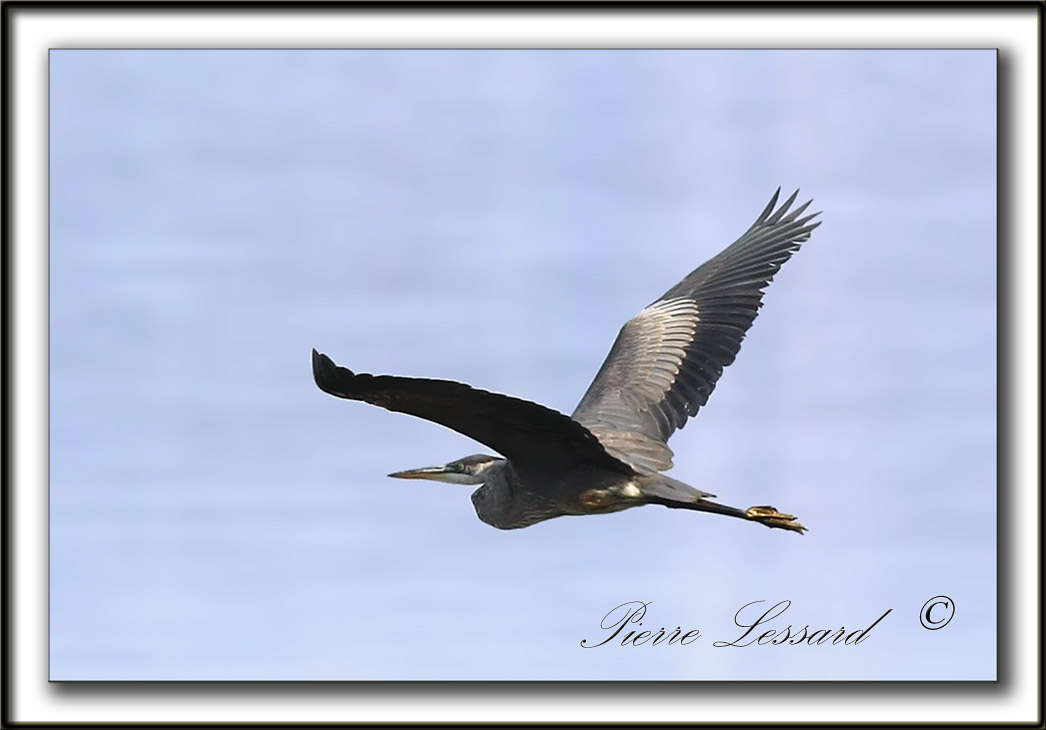 GRAND HRON BLEU  -   GREAT BLUE HERON     _MG_0687aa