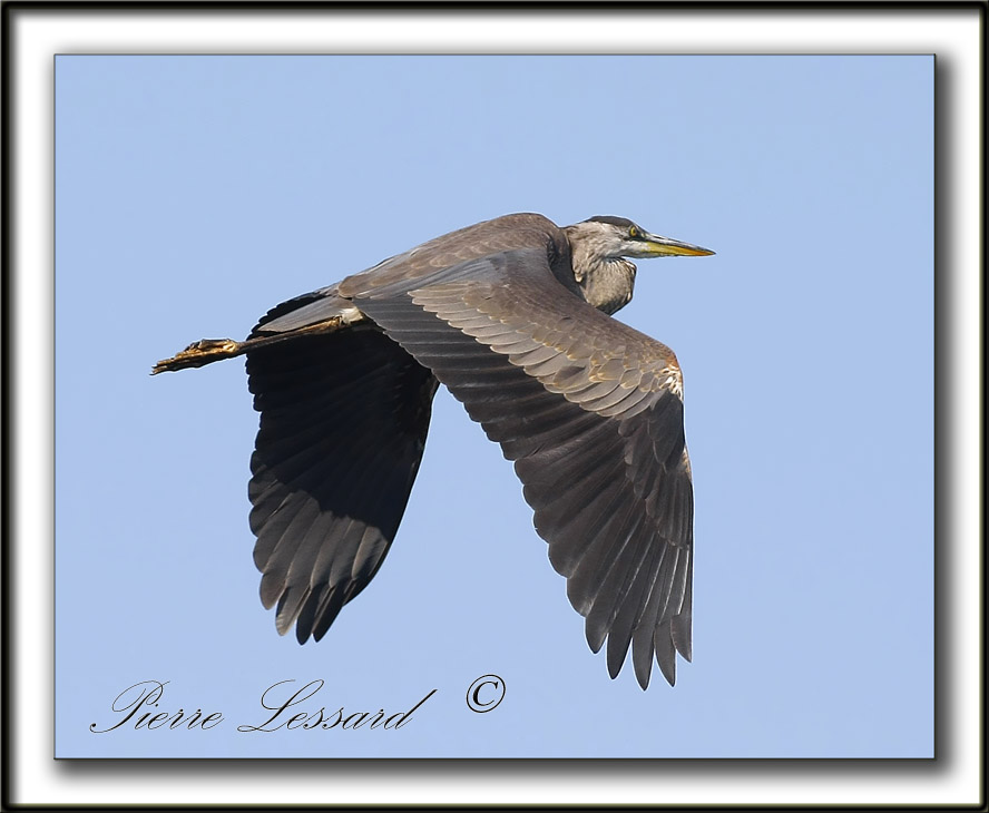 GRAND HRON BLEU  -   GREAT BLUE HERON     _MG_0767aa