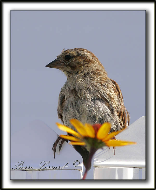  MOINEAU DOMESTIQUE  /  HOUSE SPARROW IMMATURE    _MG_7288b   MOINEAU DOMESTIQUE  /  HOUSE SPARROW IMMATURE