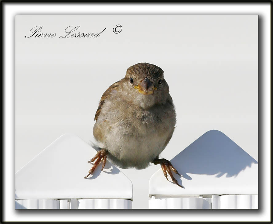 _MG_7240b   -  MOINEAU DOMESTIQUE  /  HOUSE SPARROW