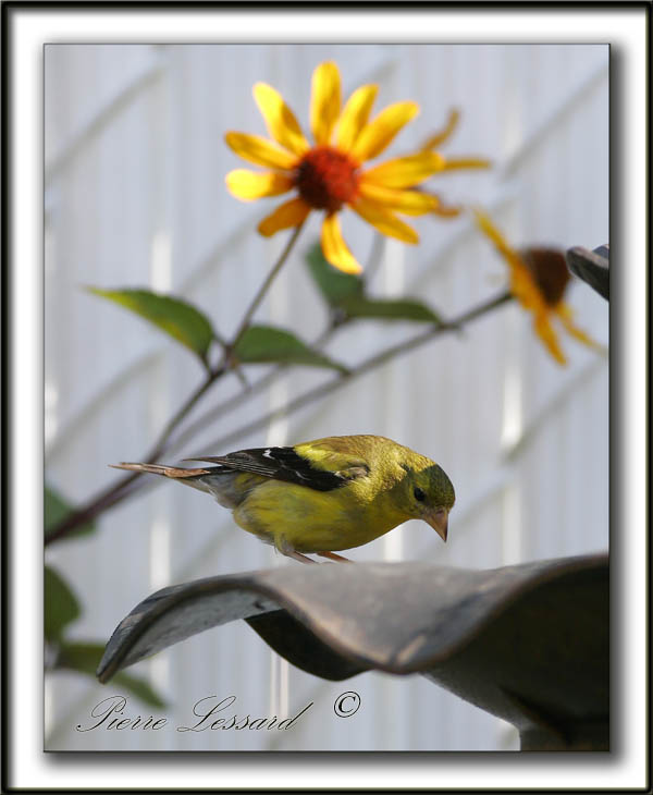 _MG_7259b    -  CHARDONNERET JAUNE / AMERICAN GOLDFINCH