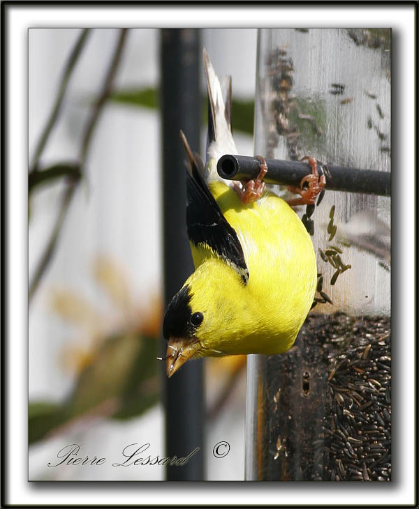 _MG_7295a    -  CHARDONNERET JAUNE, Lacrobate  /  AMERICAN GOLDFINCH  The acrobate