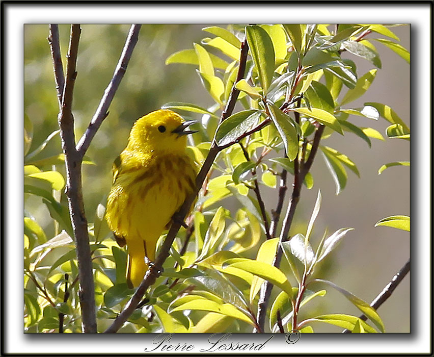 PARULINE JAUNE / YELLOW WARBLER    _MG_2751a