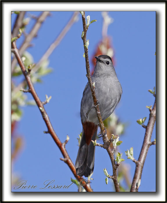  MOQUEUR CHAT  /  GRAY CATBIRD   _MG_2812b