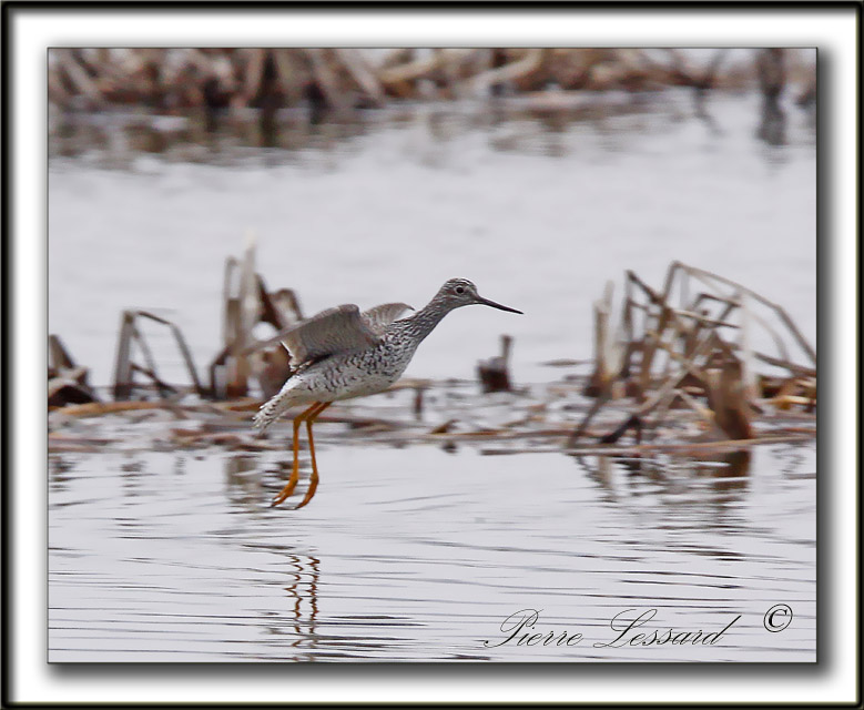 GRAND CHEVALIER   /   GREATER YELLOWLEGS    _MG_1143a