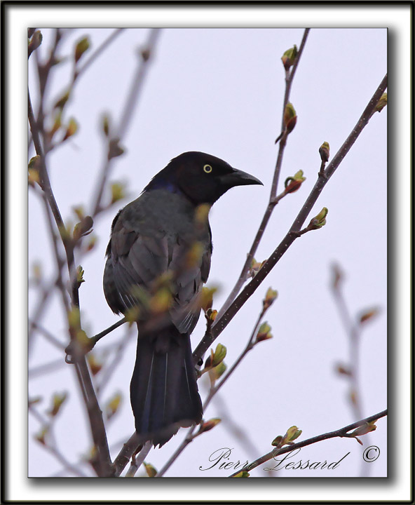 QUISCALE BRONZ  /  COMMON GRACKLE    _MG_0799a