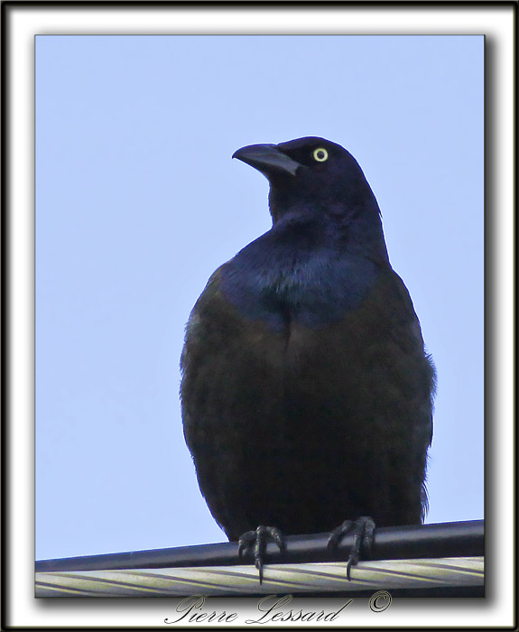 QUISCALE BRONZ  /  COMMON GRACKLE    _MG_9369a