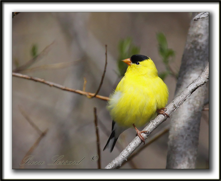 CHARDONNERET JAUNE, mle / AMERICAN GOLDFINCH, male    _MG_1357a
