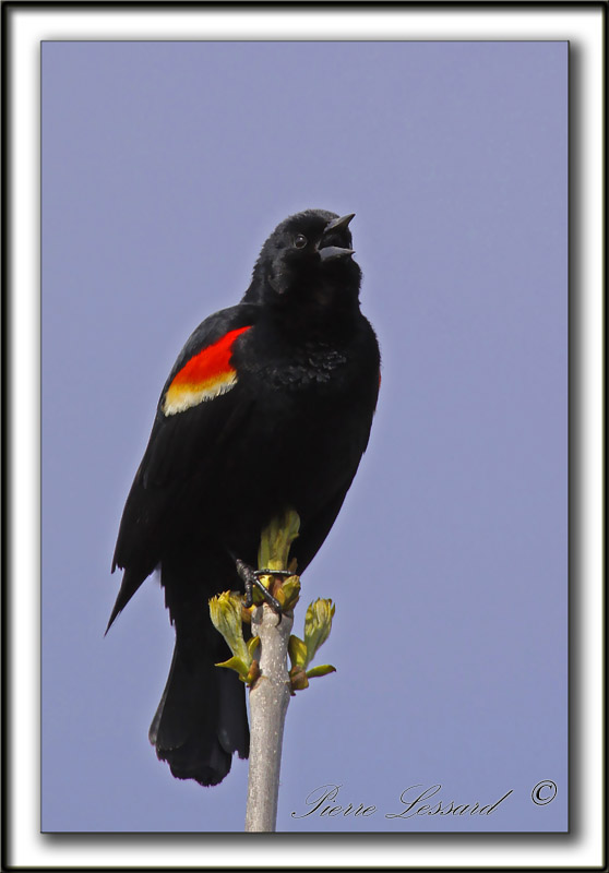 CAROUGE  PAULETTES, mle  /  RED-WINGED BLACKBIRD, male   _MG_1480a