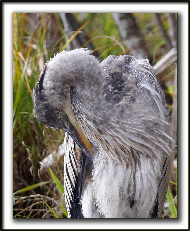 GRAND HRON BLEU  -   GREAT BLUE HERON     _MG_9216 c