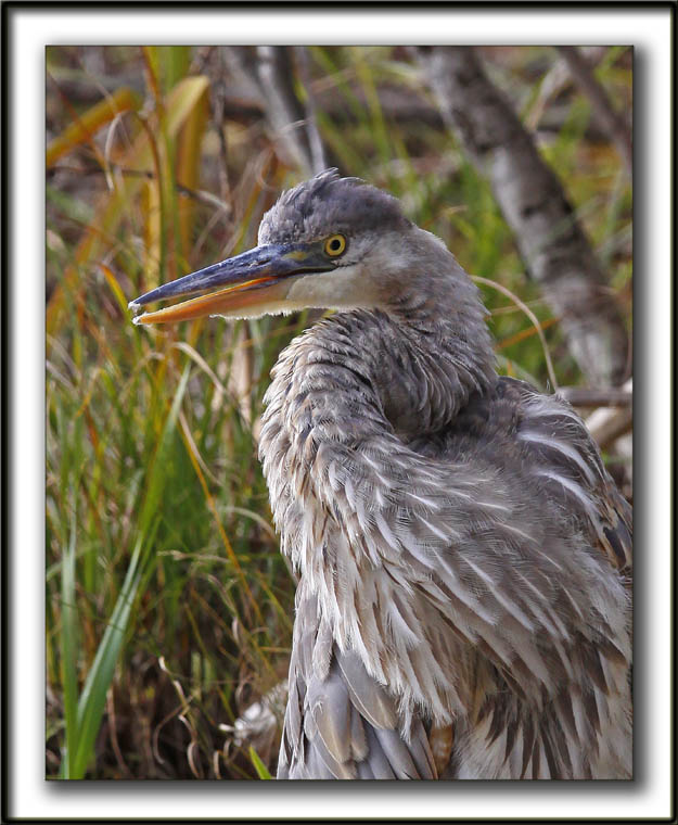 GRAND HRON BLEU  -   GREAT BLUE HERON     _MG_9284c