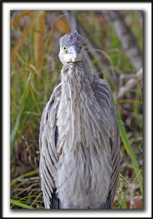 GRAND HRON BLEU  -   GREAT BLUE HERON     _MG_9340 b