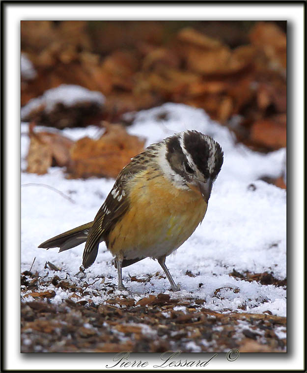 CARDINAL  TTE NOIRE, femelle   /   BLACK HEADED GROSBEAK, female     _MG_6371 aa