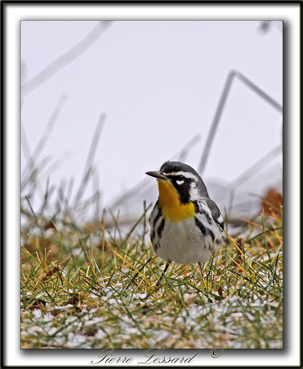 PARULINE  GORGE JAUNE, mle   /   YELLOW-THROATED WARBLER, male    _MG_6981 aa