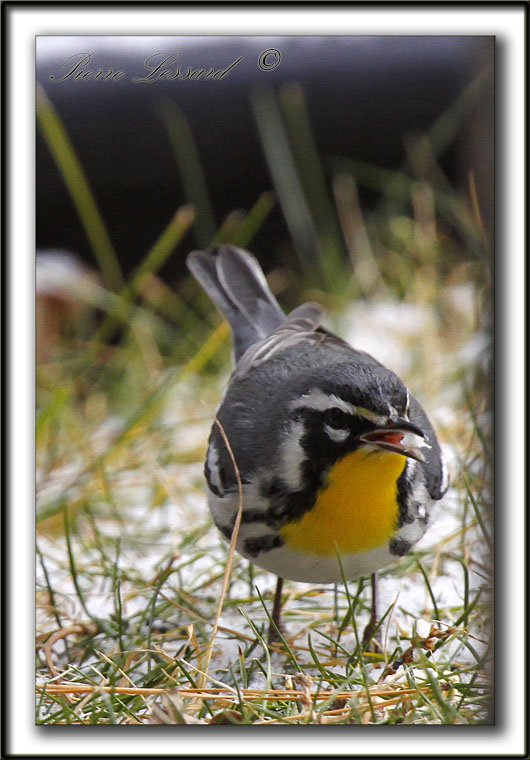 PARULINE  GORGE JAUNE, mle   /   YELLOW-THROATED WARBLER, male    _MG_6994 aa