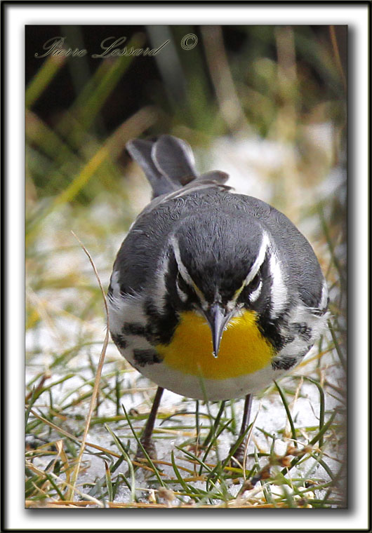 PARULINE  GORGE JAUNE, mle   /   YELLOW-THROATED WARBLER, male    _MG_6992 aa